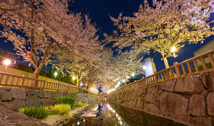 4월, 하나의 도시에 여러 개의 벚꽃 풍경