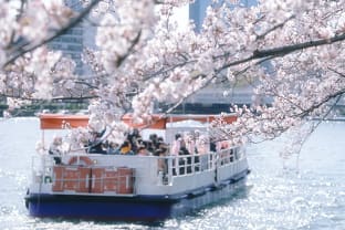 일본 벚꽃 여행