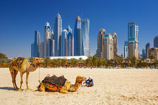 두바이 사막 낙타 체험