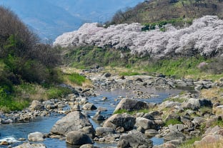 하동 십리벚꽃길