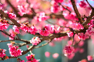 오키나와 벚꽃
