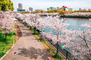 오사카 벚꽃 명소 케마 사쿠라노미야 공원