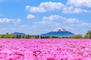 시즈오카 벚꽃 여행