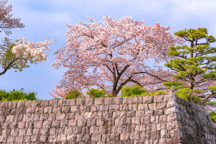 시즈오카 벚꽃 명소