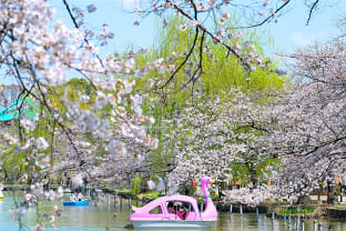 우에노공원 벚꽃놀이