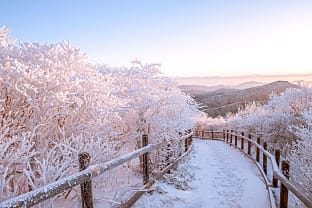 태백산 눈꽃