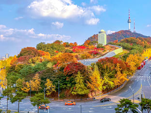 남산 단풍